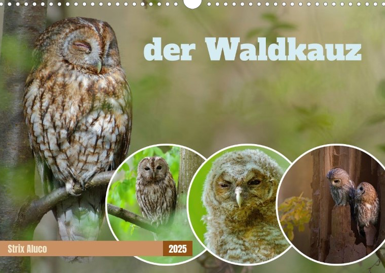 Waldkauz Kalender