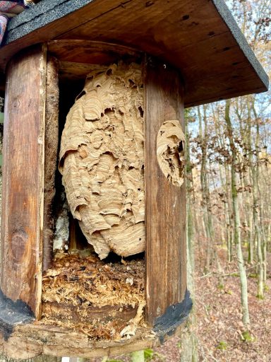 Hornissennest mit Belüftung