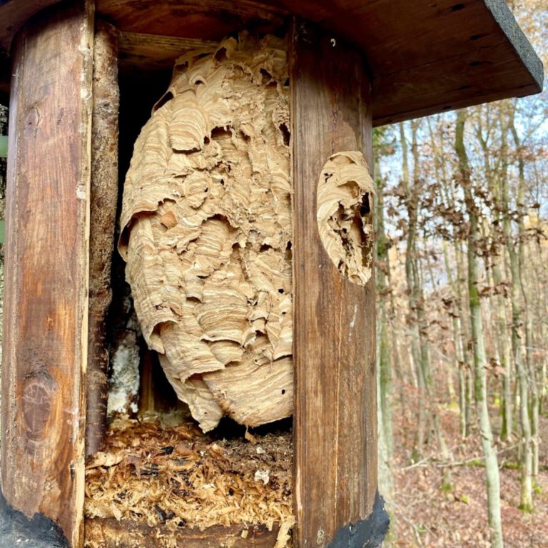 Hornissennest im Kauzkasten