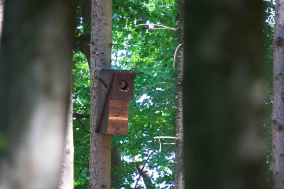 Tageseinstand eine Altvogels