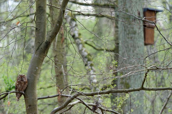 Altvogel bewacht den Kasten