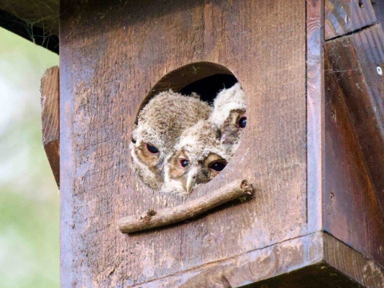 Jungvögel im Kauzkasten