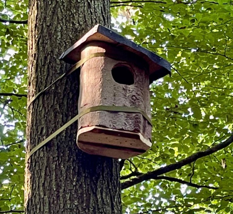 Naturstamm am Baum