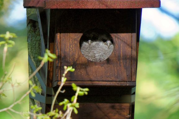 2 Jungvögel am Balkon