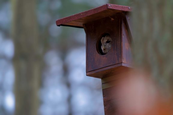 Altvogel hat sein Revier im Blick