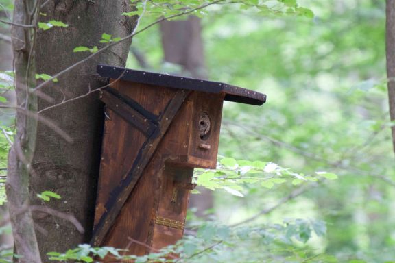 Altvogel hat alles im Auge