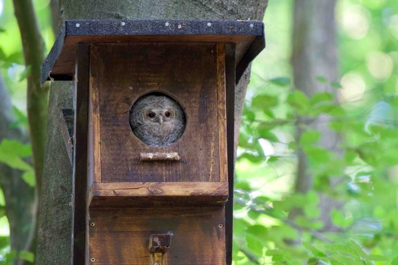 kräftiger Jungvogel kurz vor dem Absprung